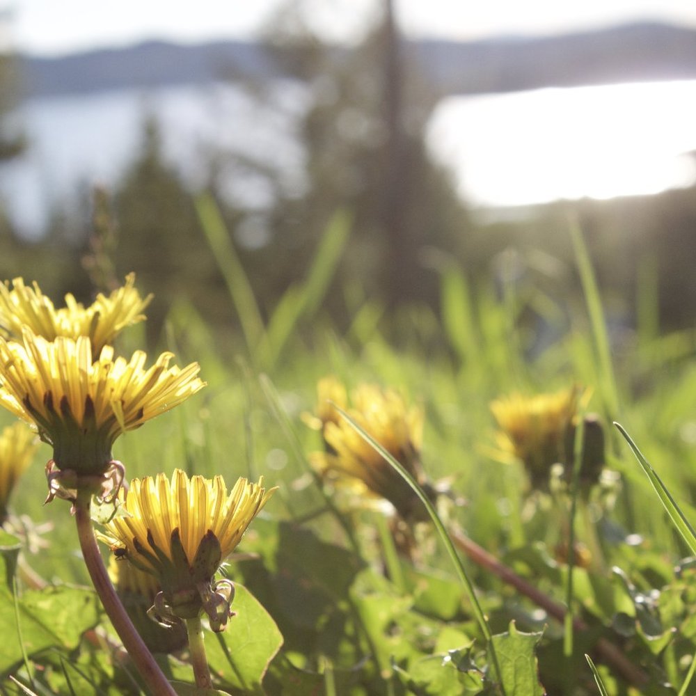 Meet your Posher, Rikki